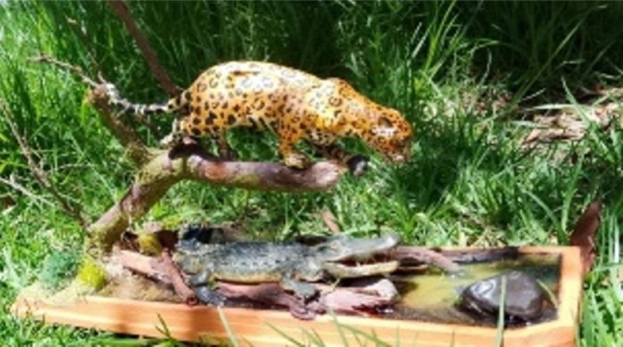 Jaguar