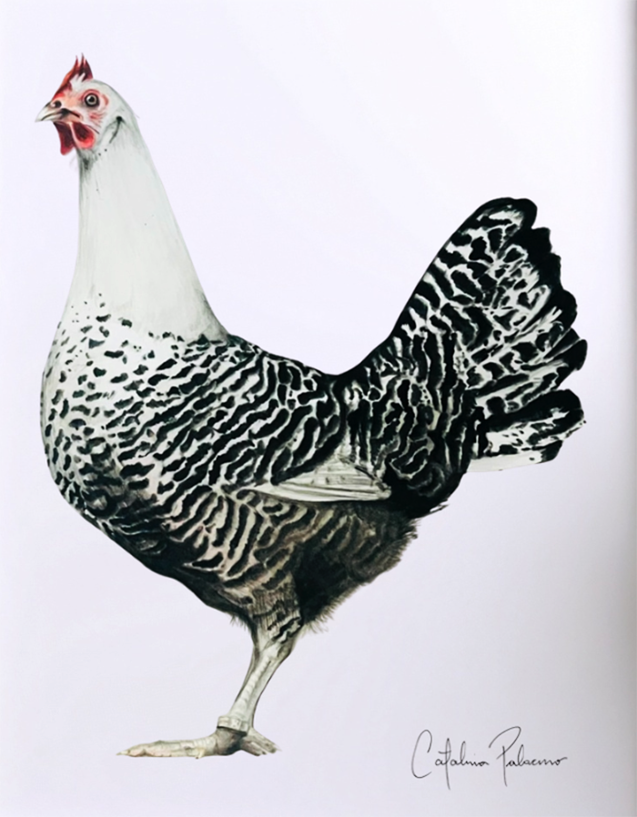 Señorita