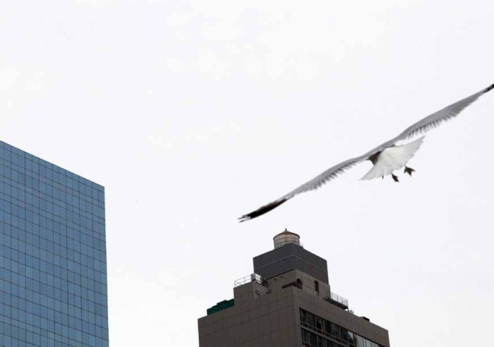 Gaviota