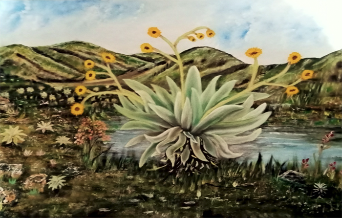 Frailejon o Espeletia