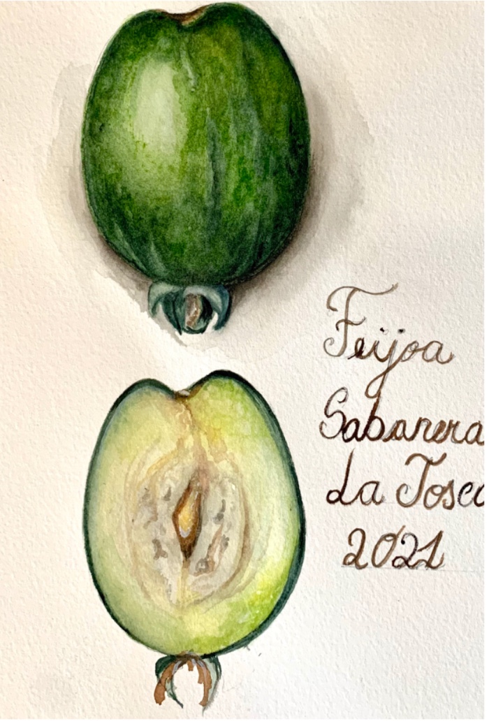 Feijoa sabanera