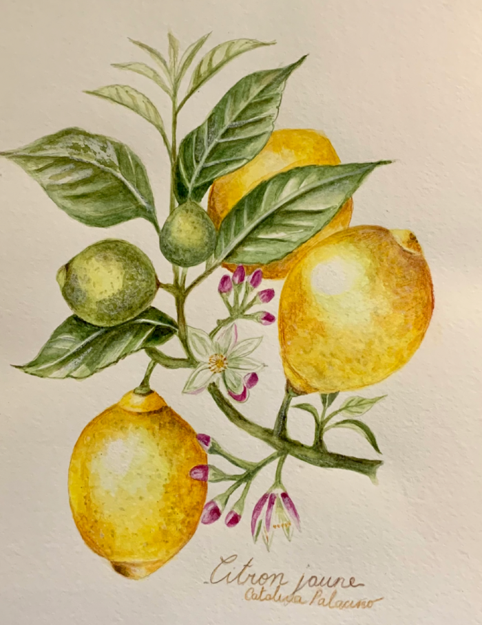 Limones de otra tierra