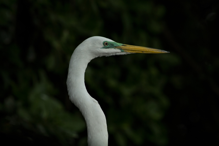 Garza blanca